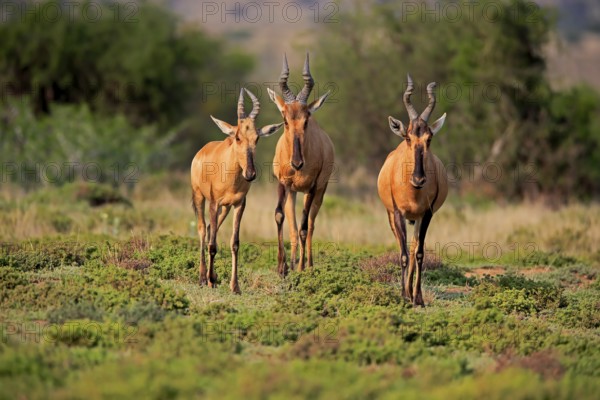 Red hartebeest (Alcelaphus buselaphus caama), kaama, adult, group, foraging, feeding, alert, Mountain Zebra National Park, Eastern Cape, South Africa, Africa