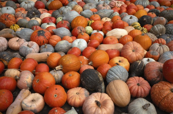 Various ornamental pumpkins, pumpkins, Ludwigsburg, Baden-Württemberg, Germany, Europe