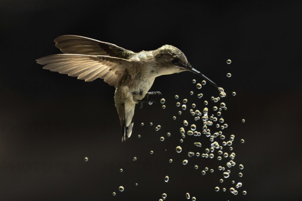 Anna's hummingbird (calypte anna) enjoying the water fountain drops