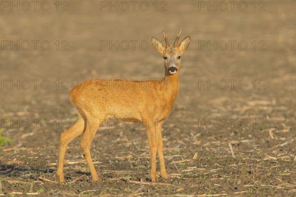 European roe deer (Capreolus capreolus), roebuck standing in a field after the rutting season, wildlife, morning light, roe deer, mammal, Baltic Sea island Fehmarn, East Holstein, Schleswig-Holstein, Germany, Europe