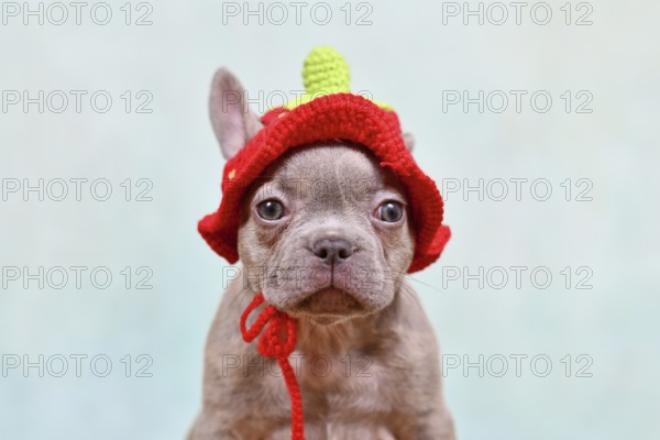 Cute young Lilac Brindle French Bulldog dog puppy with knitted strawberry hat