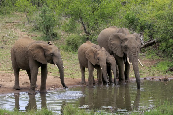 African elephant (Loxodonta africana), adult, juvenile, group, group with juveniles, at the water, drinking, Kruger National Park, Kruger National Park, South Africa, Africa