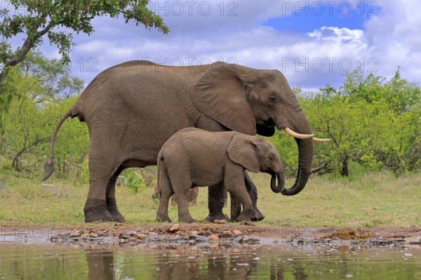 African elephant (Loxodonta africana), juvenile, mother, adult, female, mother with juvenile, at the water, drinking, Kruger National Park, Kruger National Park, South Africa, Africa