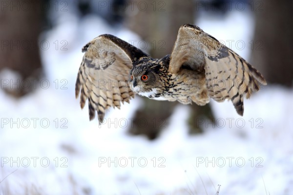Eurasian Eagle-owl (Bubo bubo), adult flying in winter, in the snow, Zdarske Vrchy, Bohemian-Moravian Highlands, Czech Republic, Europe