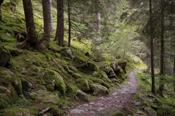 Taser Höhenweg, forest, Scena, Scena, South Tyrol, Autonomous Province of Bolzano, Italy, Europe