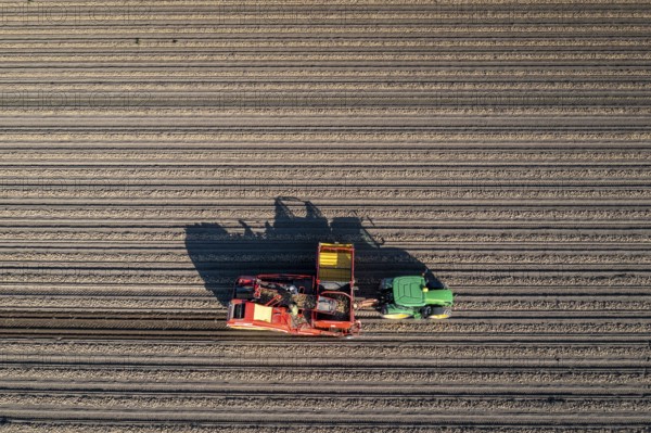 Potato harvesting, so-called split harvesting method, first the tubers are taken out of the ground with a row planter, then, after a short drying phase, collected with a bunker harvester and loaded, North Rhine-Westphalia, Germany, Europe