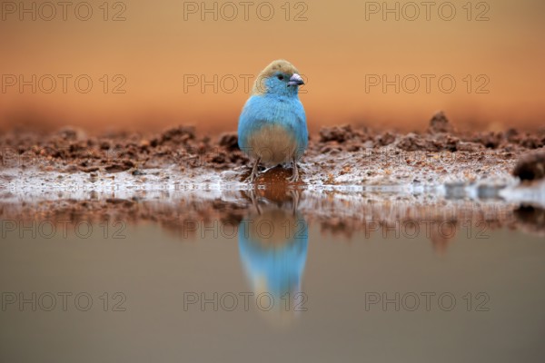 Blue waxbill (Uraeginthus angolensis), Angola butterfly finch, adult, at the water, Kruger National Park, Kruger National Park, Krugerpark, South Africa, Africa