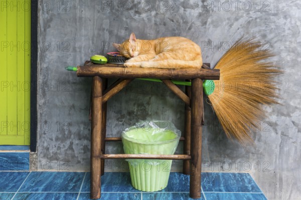 Cat sleeping on a table, pet, domestic cat, animal, sleeping, rest, resting, lazy, lazy, serenity, broom, dream, dreaming, dreaming, sleeping place, house, entrance, guard, lovely, comfortable, pretty, lying, siesta, familiar, trust, security, regular place, lies, colour harmonious, harmony, Thailand, Asia
