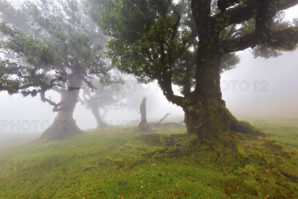 Mystische Szenerie mit grünen moosbedeckten Bäumen im dichten Nebel, der eine friedliche Atmosphäre erzeugt, Lorbeerwald, Fanal, Madeira