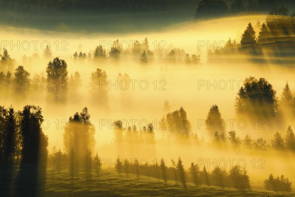 Fog and forest at the Rothenthurm high moor, Canton Schwyz, Switzerland, Europe