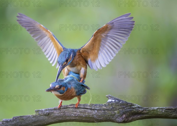 Kingfisher (Alcedo atthis) female on branch, male in flight, pair, mating, courtship, interaction, plumage care, feather care, preening, looking for food, flying gem, sunrise, portrait, Middle Elbe Biosphere Reserve, Saxony-Anhalt, Germany, Europe