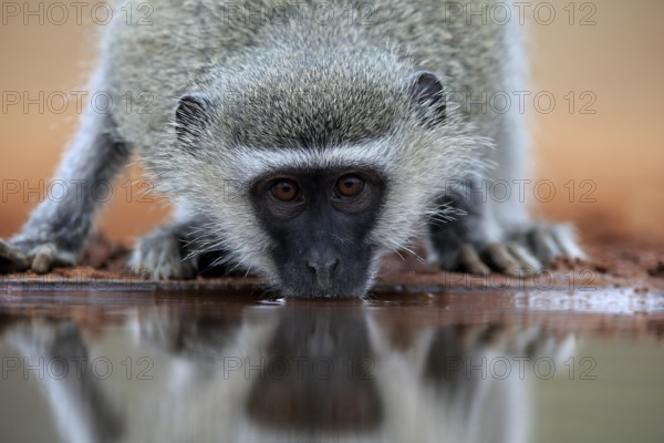 Vervet Monkey (Chlorocebus pygerythrus), adult, drinking, portrait, at the water, Kruger National Park, Kruger National Park, Kruger National Park South Africa