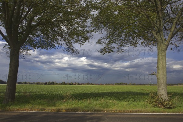 Rural landscape with trees, a field and a road. Cloudy sky, peaceful atmosphere, Willich, Germany, Europe
