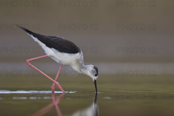 Black-winged Stilt (Himantopus himantopus) female foraging, North Rhine-Westphalia, Germany, Europe