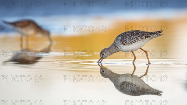 Common Redshank (Tringa totanus) juvenile foraging, Lake Neusiedl, Austria, Europe