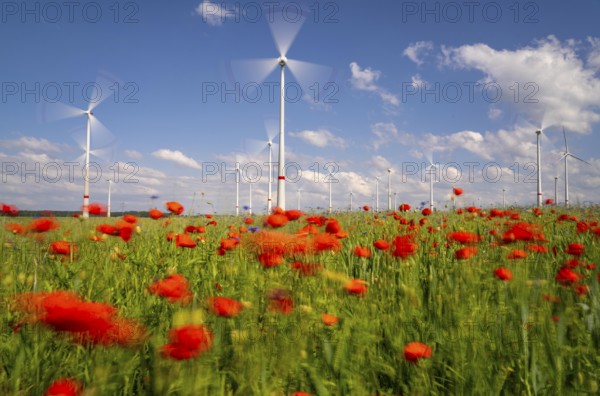 Wind farm, field with flower strips, insect-friendly border of fields with mixed flowers, poppies, north of Marsberg, Hochsauerlandkreis, North Rhine-Westphalia, Germany, Europe