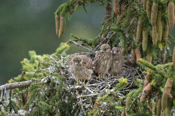 Common kestrel (Falco tinnunculus), young birds not yet ready to fly in the nest, Rhineland-Palatinate, Germany, Europe
