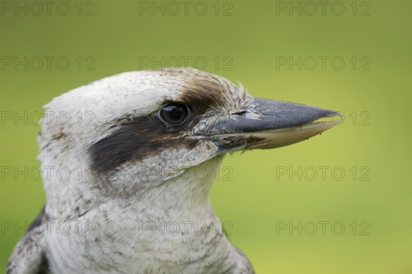 Laughing Hans or Hunter's Kingfisher (Dacelo novaeguineae, Dacelo gigas), portrait, captive, occurrence in Australia