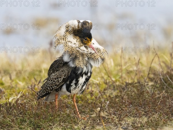 Ruff (Calidris pugnax) male in breeding plumage at lek, about to display, Pokka, Finnish Lapland