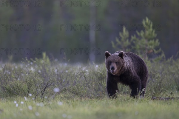 Brown bear (Ursus arctos) in the Finnish taiga, Kuusamo, Finland, Europe