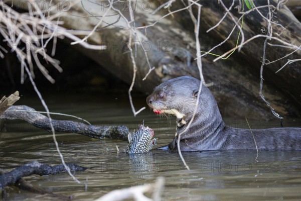 Giant otter (Pteronura brasiliensis) Pantanal Brazil