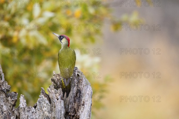Green woodpecker (Picus viridis) Germany