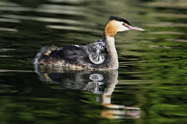 Great Crested Grebe (Podiceps Scalloped ribbonfish), with chicks in plumage swimming in the water, Lake Zug, Canton Zug, Switzerland, Europe