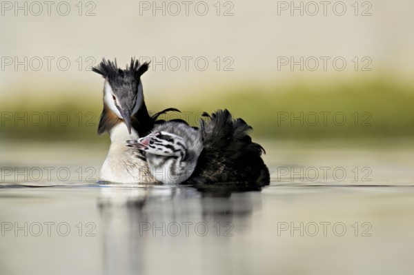 Great Crested Grebe (Podiceps Scalloped ribbonfish), with chicks in plumage swimming in the water, Lake Zug, Canton Zug, Switzerland, Europe