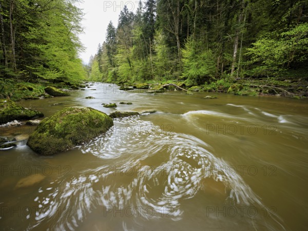 European beech trees shedding leaves, in the foreground moss-covered stones on the river Sihl, Sihlsprung, Menzingen, Canton Zug, Switzerland, Europe
