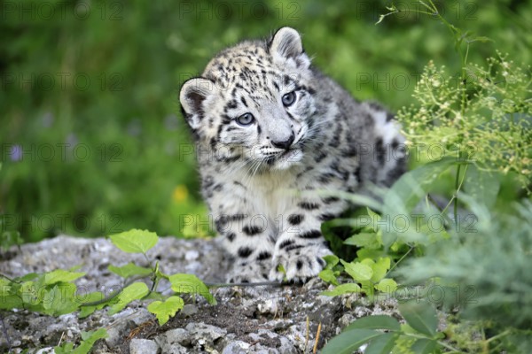 Snow leopard (Uncia uncia), young, sitting on rocks, alert, curious, portrait, endangered species, captive