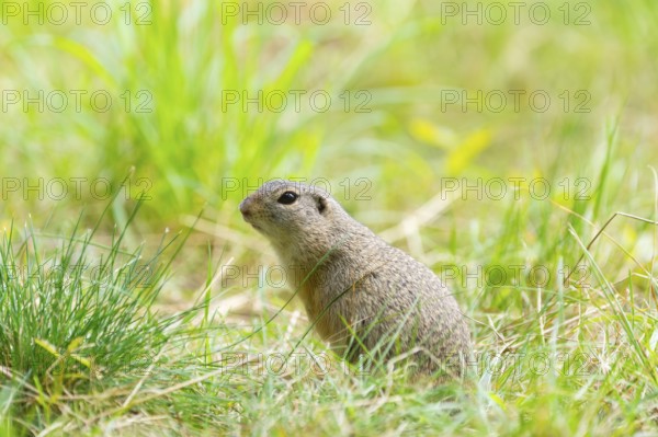 European ground squirrel (Spermophilus citellus) on a meadwo, Bavaria, Germany, Europe