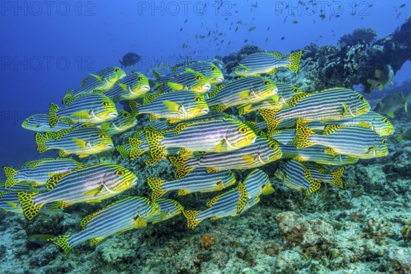 Shoal of Oriental sweetlips (Plectorhinchus vittatus) standing in floats over coral reef, Indian Ocean, Maldives, Asia