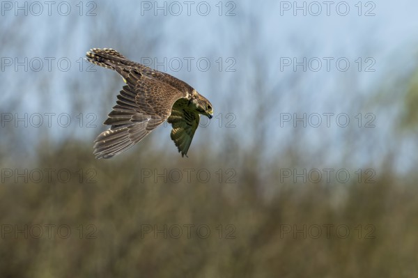 A bird of prey in flight against a blurred background with trees and blue sky, Saker falcon, (Falco cherrug), Germany, Europe