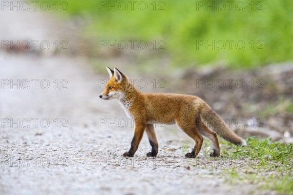 Fox (Vulpes vulpes) puppy Germany