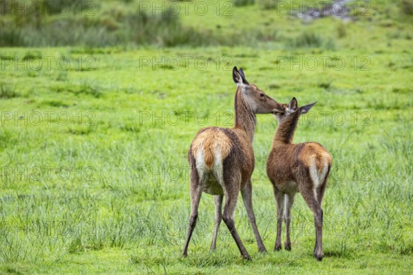 Red deer (Cervus elaphus) cow with calf captive Germany