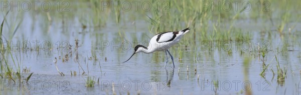 Avocet (Recurvirostra avosetta), adult wader feeding in the shallow water of the lake shore zone, wildlife, Lake Neusiedl-Seewinkel National Park, Burgenland, Austria, Europe