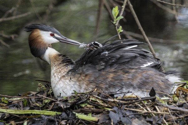 Great Crested Grebe (Podiceps Scalloped ribbonfish) with juveniles), Emsland, Lower Saxony, Germany, Europe