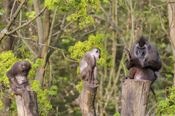 Three Drills (Mandrillus leucophaeus), a male and two females, sit high up on the three stumps of a cut tree and enjoy the early sunlight. A green forest can be seen in the background