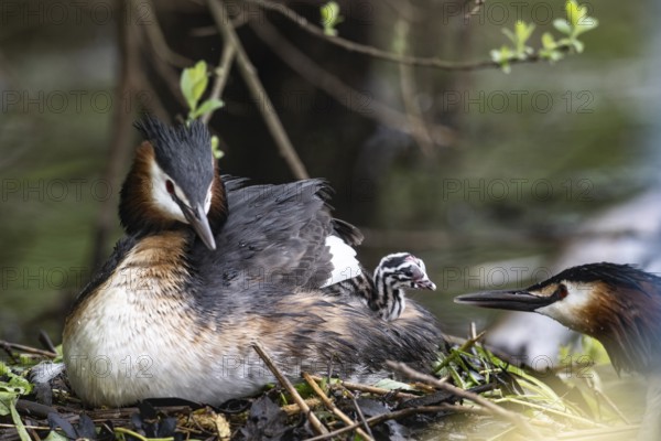 Great Crested Grebe (Podiceps Scalloped ribbonfish) with juveniles), Emsland, Lower Saxony, Germany, Europe