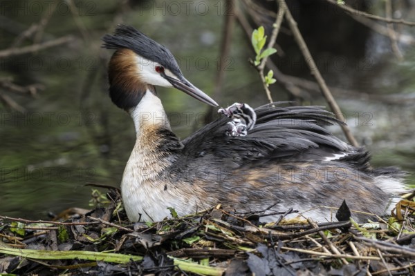 Great Crested Grebe (Podiceps Scalloped ribbonfish) with juveniles, Emsland, Lower Saxony, Germany, Europe