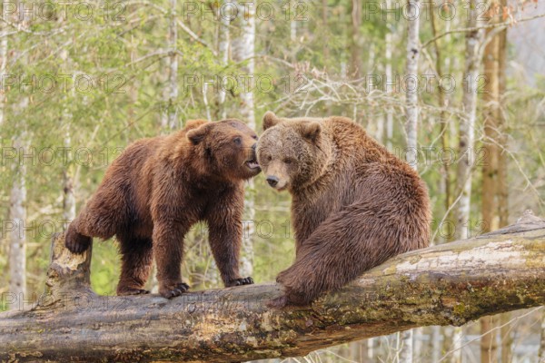 A young male Eurasian brown bear (Ursus arctos arctos) and a female brown bear sit/stand opposite each other on a rotting tree trunk lying on the ground