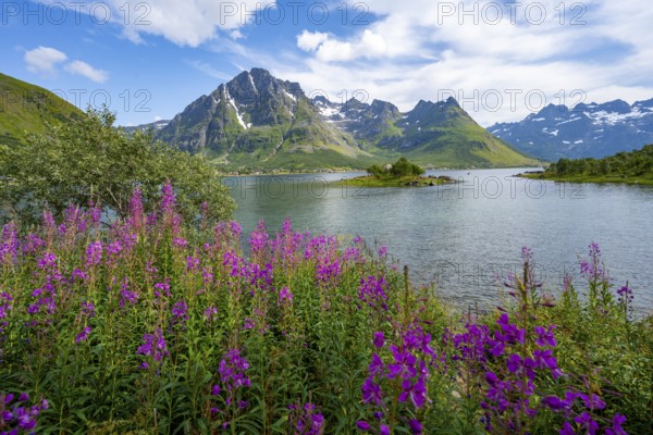 Pink flowers, blooming balsam at the fjord Austnesfjorden, idyllic mountains and fjord landscape, Nordland, Norway, Europe