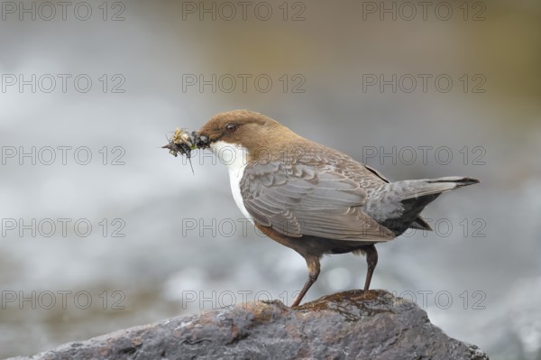 White-throated Dipper (Cinclus cinclus) on a stone on the bank of a river, with caddis fly larvae in its beak, wildlife, nature photography, songbird, Ochsenmoor, Dümmer See, Lower Saxony, Germany, Europe