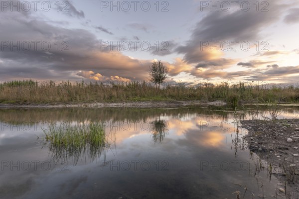 A body of water with a tree in the foreground. The water is calm and the sky is cloudy. Bas-Rhin, Alsace, Grand Est, France, Europe