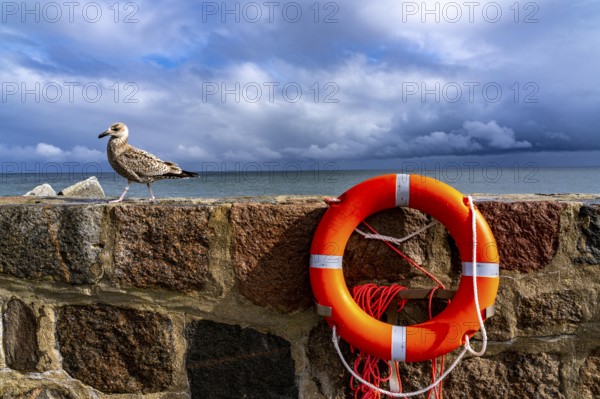 The city harbour of Sassnitz, island of Rügen, pier, harbour dam, dark rain clouds, lifebuoy, seagull, Mecklenburg-Western Pomerania, Germany, Europe