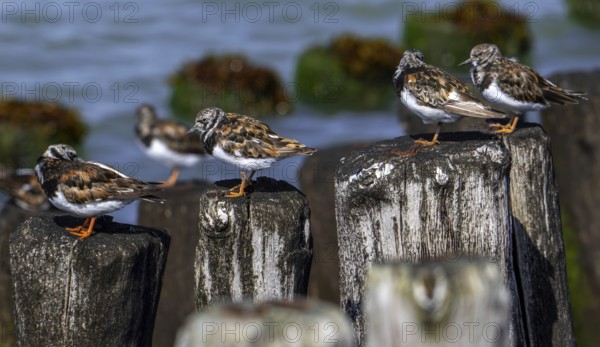 Ruddy turnstones (Arenaria interpres) in breeding plumage resting on wooden breakwater used as high tide refuge during high water in summer
