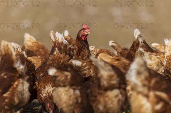 Brown hens on a natural meadow, alive and in motion, domestic chicken, Rhineland-Palatinate, Germany, Europe