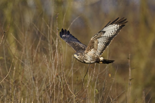 Common buzzard (Buteo buteo), in flight, Switzerland, Europe