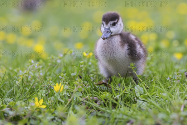 Chicks of the Nile Goose (Alopochen aegyptiaca) freshly hatched, park in spring with spring flowers. Baden-Württemberg, Germany, Europe