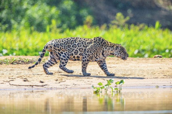 Jaguar (Panthera onca) Pantanal Brazil